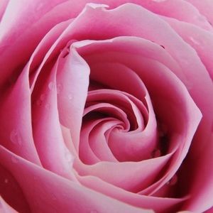 Meet your Posher, Agnes